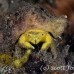 crab_sponge_shr_tam_h_0019_bal6392.jpg